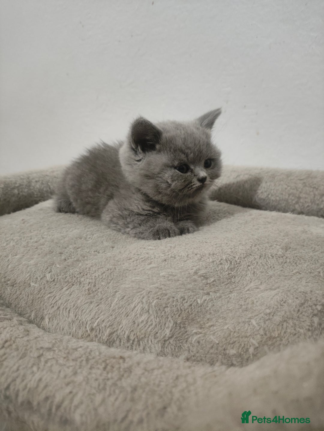 British Shorthair cats for sale: British Shorthair kittens  - Advert 11