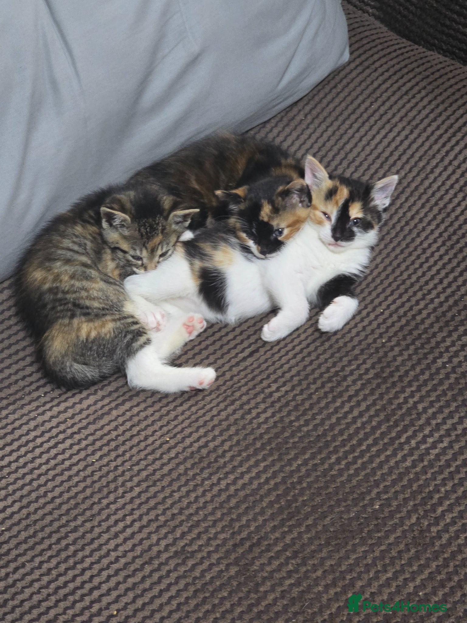 Mixed Breed cats Unique kittens - Advert 3