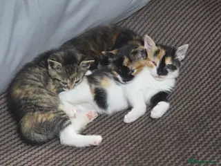 Mixed Breed cats Unique kittens - Advert 3