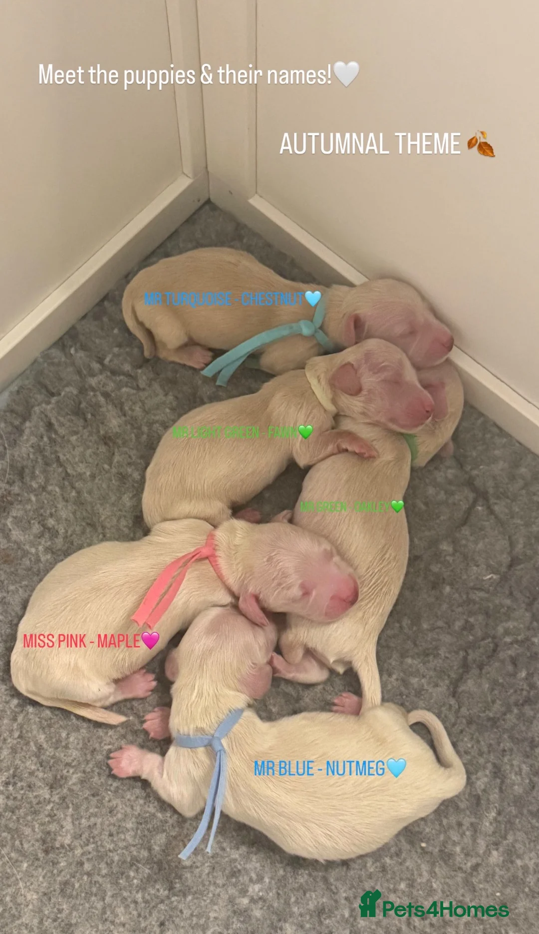Miniature Dachshund dogs for sale: KC Clear Cream Miniature Dachshund Puppies in Bishop's Stortford - Advert 7