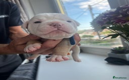 Olde English Bulldogge dogs for sale: Old English bulldog puppies - Image 15