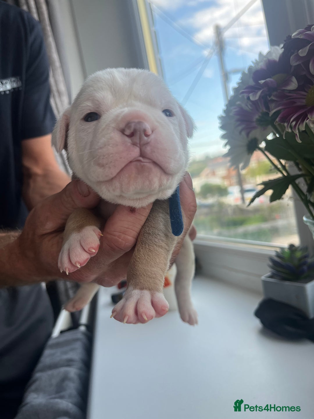 Olde English Bulldogge dogs for sale: Old English bulldog puppies - Image 15