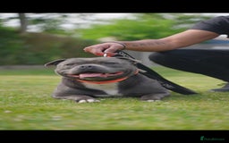 Staffordshire Bull Terrier dogs for sale: Outstanding KC blue gene carriers - Image 7