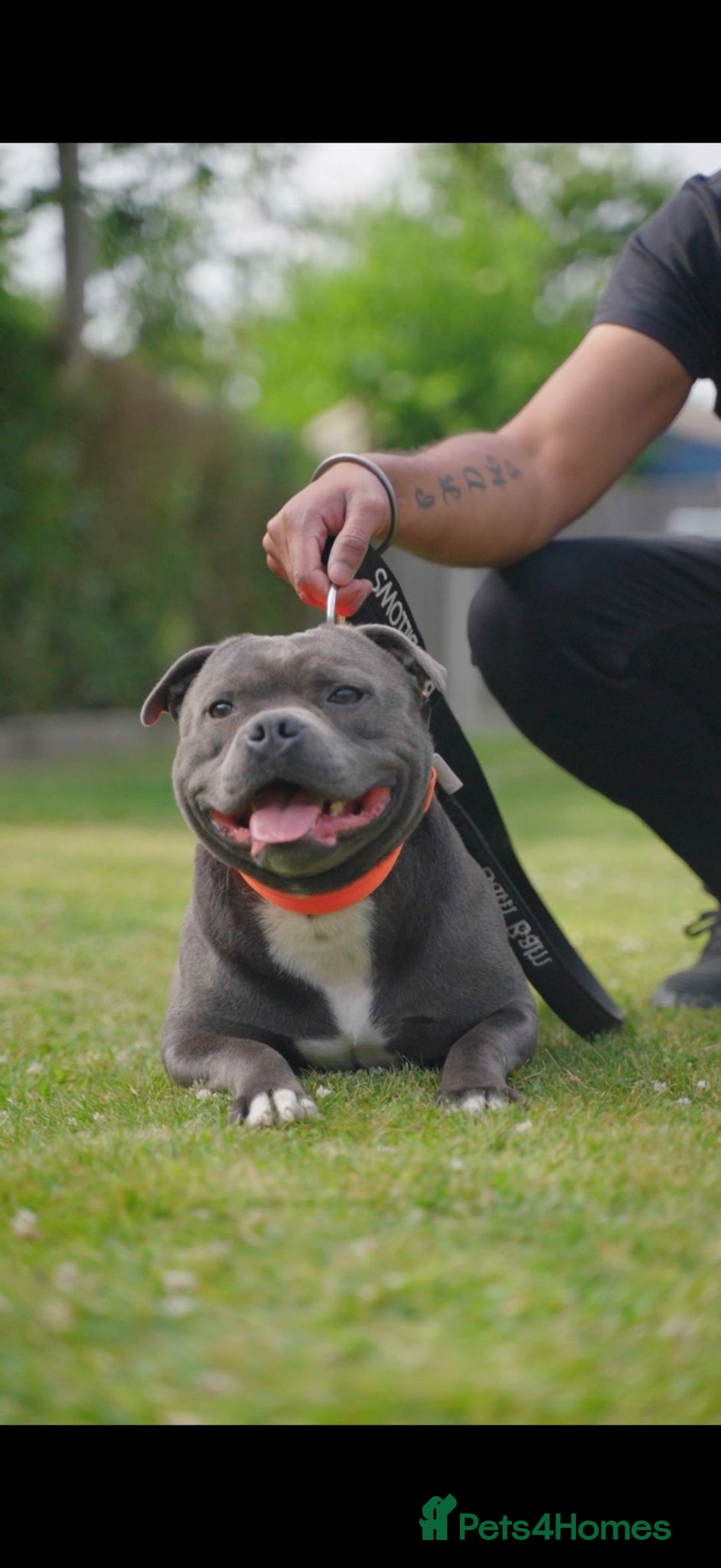 Staffordshire Bull Terrier dogs for sale: Outstanding KC blue gene carriers - Image 7