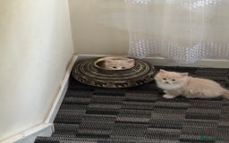 Persian cats for sale: Persian kitten boy - Image 3