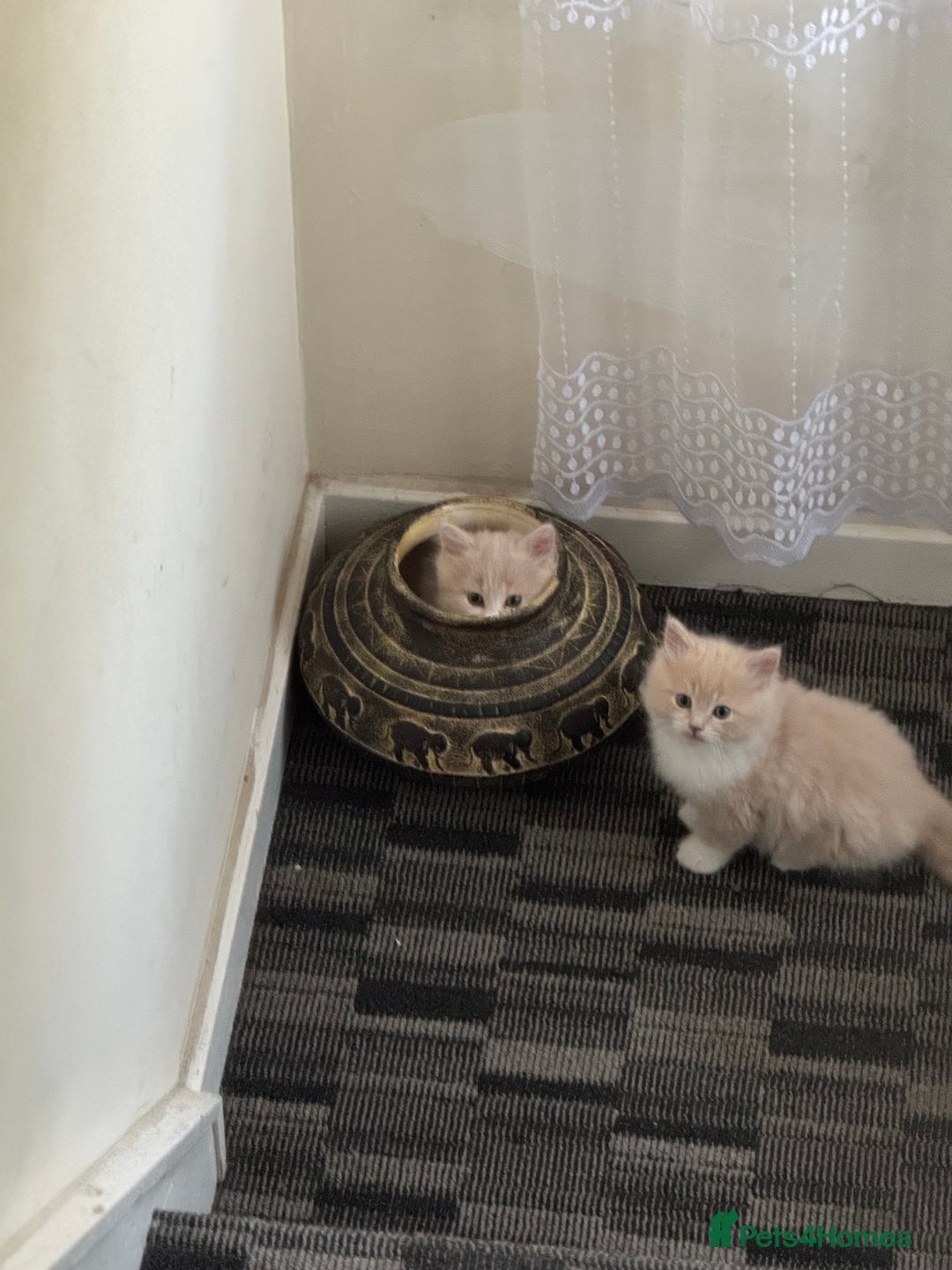 Persian cats for sale: Persian kitten boy - Image 3