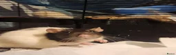 Rat rodents for sale: 5 female rats looking for a new home  in Porth - Advert 13