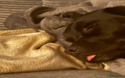 Mixed Breed dogs for sale: Black Lab/Staffy - Image 5