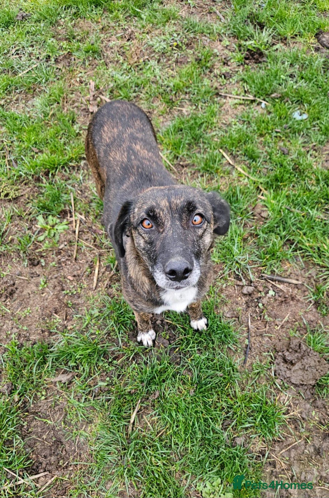 Mixed Breed dogs for adoption: LOLA – Gentle Soul, Bright Eyes & Pure Devotion🤍 - Advert 10