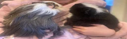 Guinea Pig rodents for sale: Pair of guinea pigs for adoption  in Stafford - Advert 3