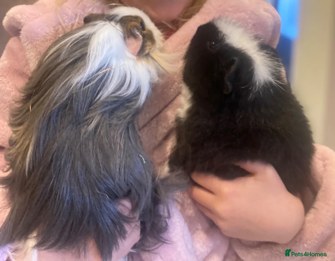 Guinea Pig rodents for sale: Pair of guinea pigs for adoption  in Stafford - Advert 3