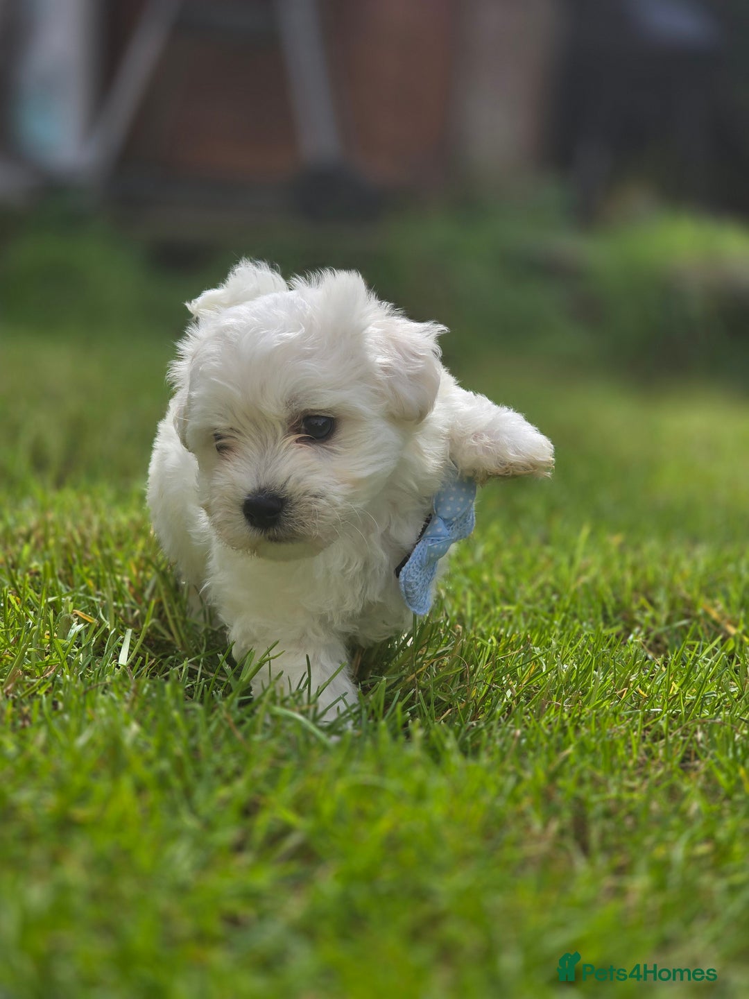 Maltese dogs for sale: ✨️Tiny Maltese. Only 2 boys and 1 girl left✨️ - Image 7