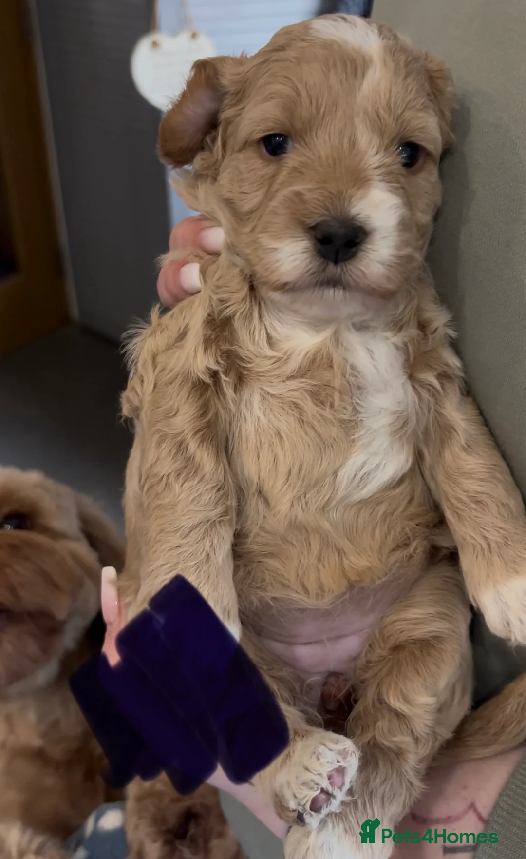 Cockapoo dogs for sale: 8 beautiful puppies - Advert 6