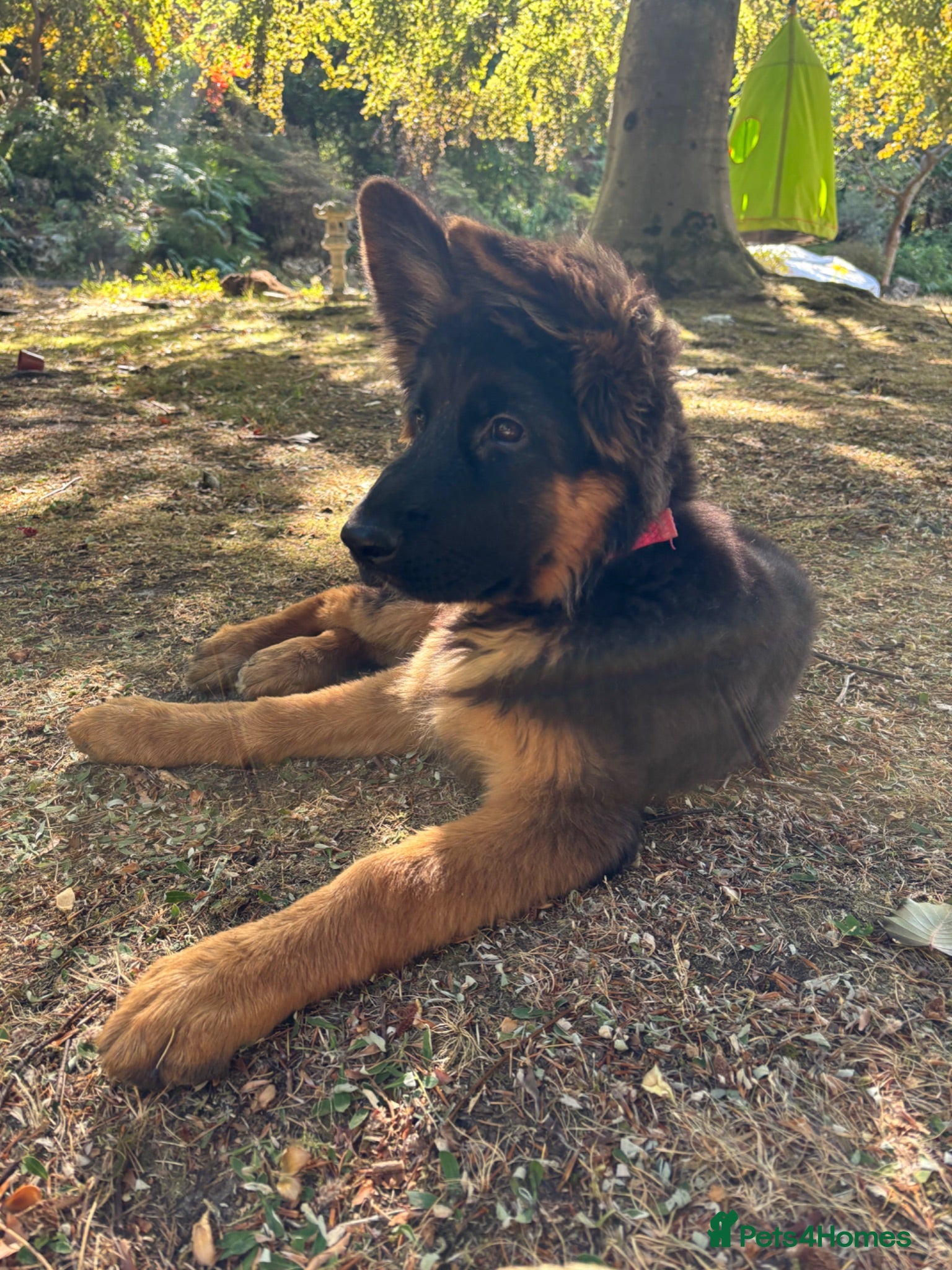 German Shepherd dogs Beautiful female black face German Shepherd - Advert 6