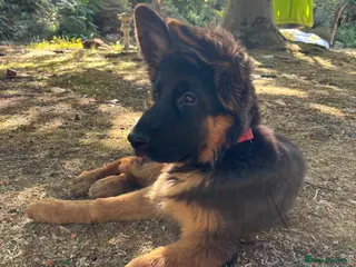 German Shepherd dogs Beautiful female black face German Shepherd - Advert 5