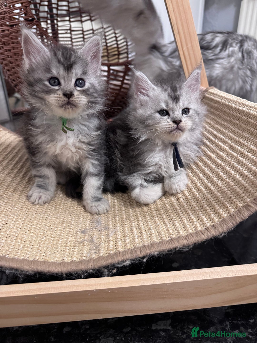 Maine Coon cats for sale: 🌟🌟Beautiful Maine Coon kittens🌟🌟 - Advert 12