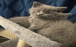British Shorthair cats for sale: Beautiful Blue Bsh Kittens x3  in Wolverhampton - Image 13