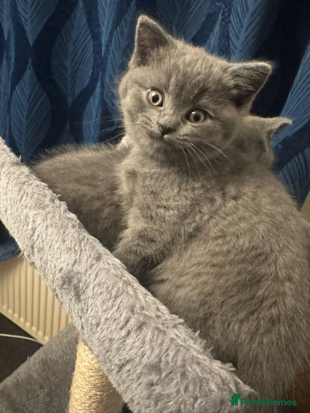British Shorthair cats for sale: Beautiful Blue Bsh Kittens x3  in Wolverhampton - Image 13