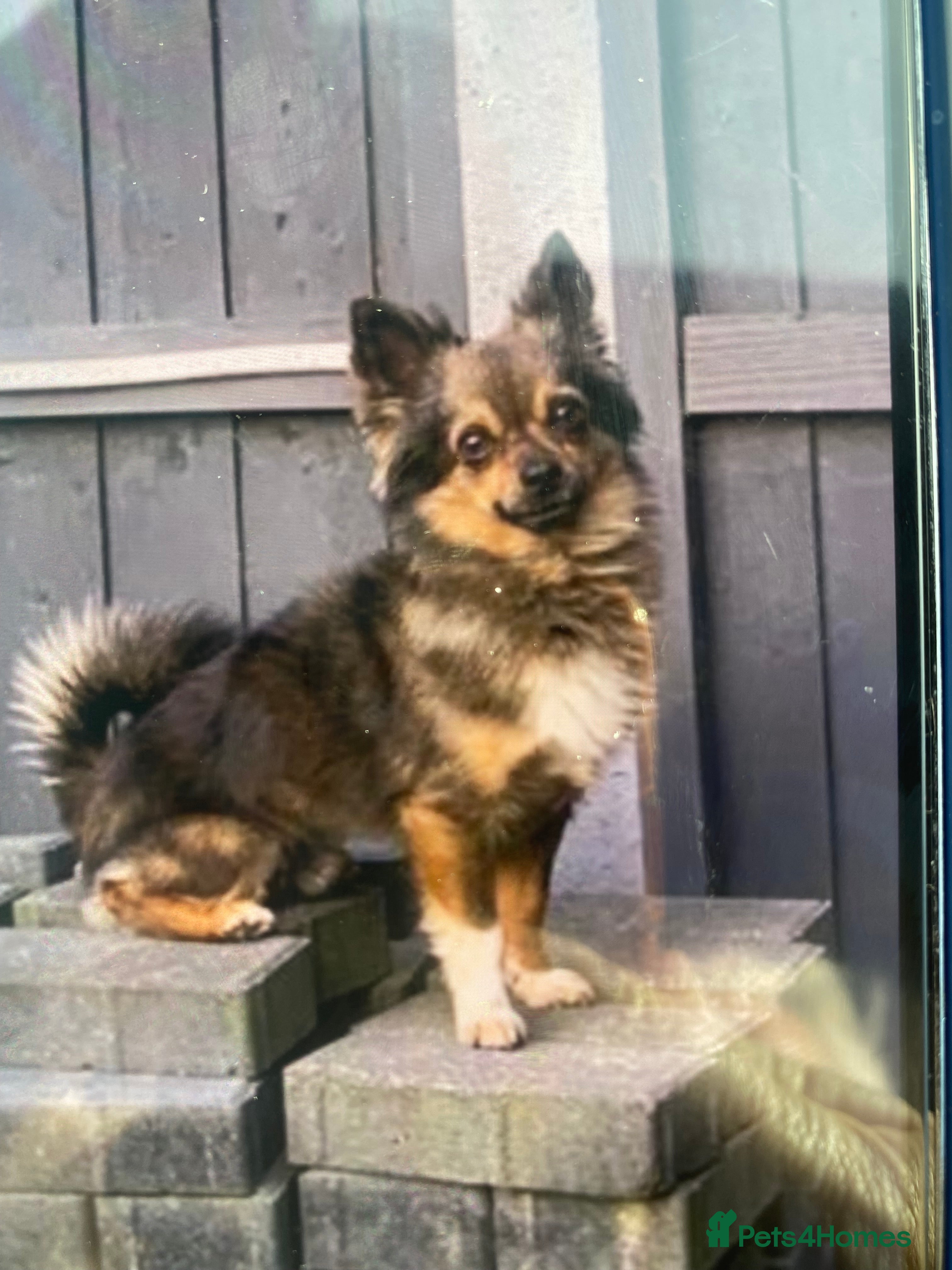 Chihuahua dogs Boy dog STUD - Advert 2