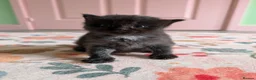 Ragdoll cats for sale: Mixed rag doll kittens - Advert 2