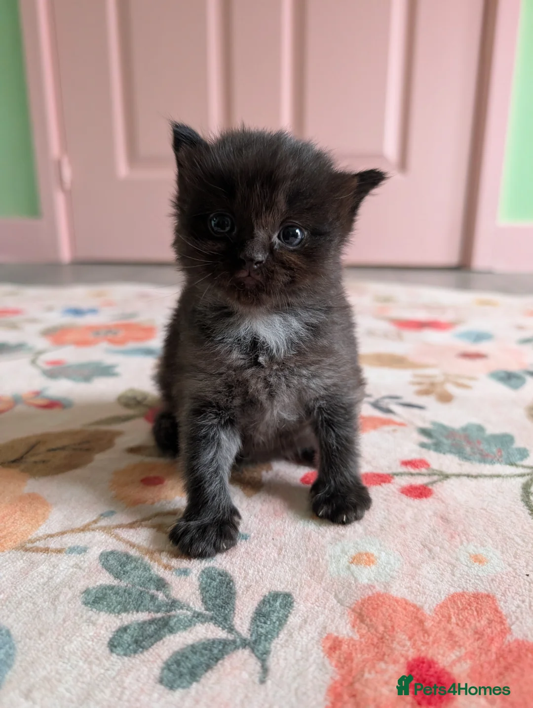 Ragdoll cats for sale: Mixed rag doll kittens - Advert 2
