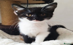 Persian cats for sale:  Persian Crossbreed Kittens Looking for  Home - Image 15