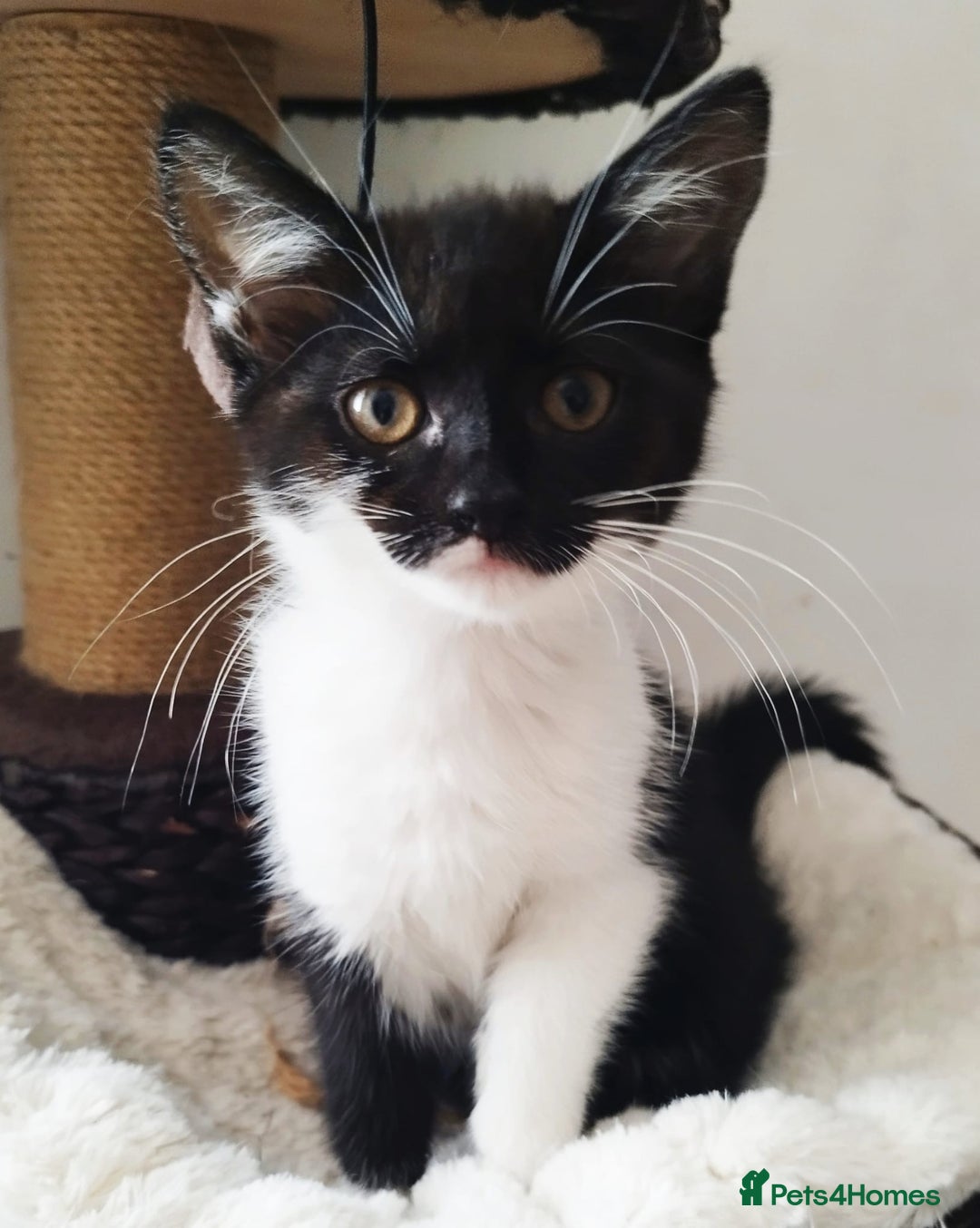 Persian cats for sale:  Persian Crossbreed Kittens Looking for  Home - Image 15