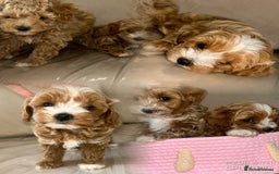 Maltipoo dogs for sale: Stunning Red Maltipoo Boys 🐶  - Image 17