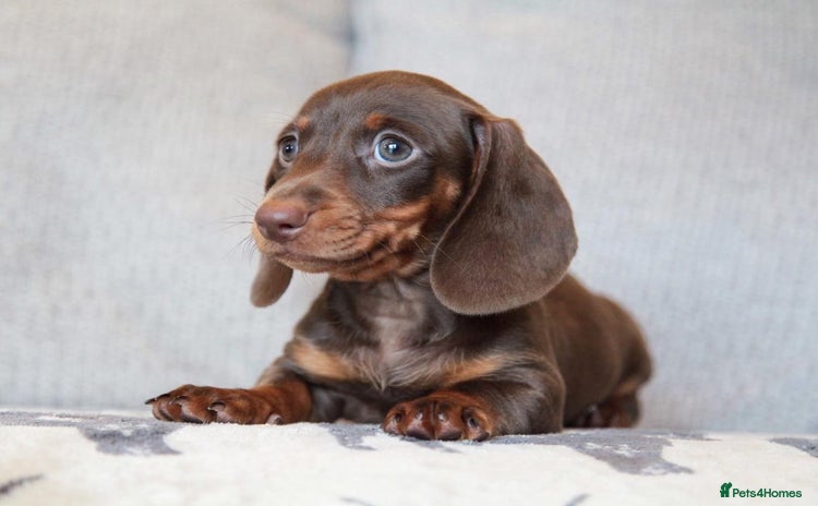 Miniature Dachshund dogs - Advert 10