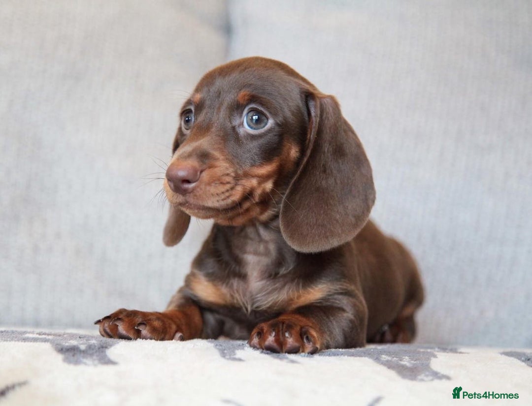 Miniature Dachshund dogs for sale: KC CHOCOLATE MINIATURE DACHSHUNDS -5 STAR LICENSED - Image 1