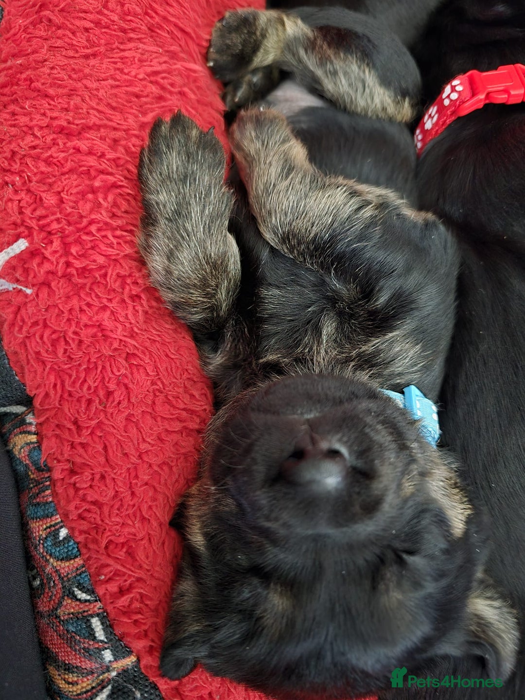 Mixed Breed dogs for sale: 8 Beautiful Puppies Looking for Forever Homes! - Advert 30