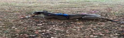 Lurcher dogs for adoption: Skye seeking his forever home  - Advert 6