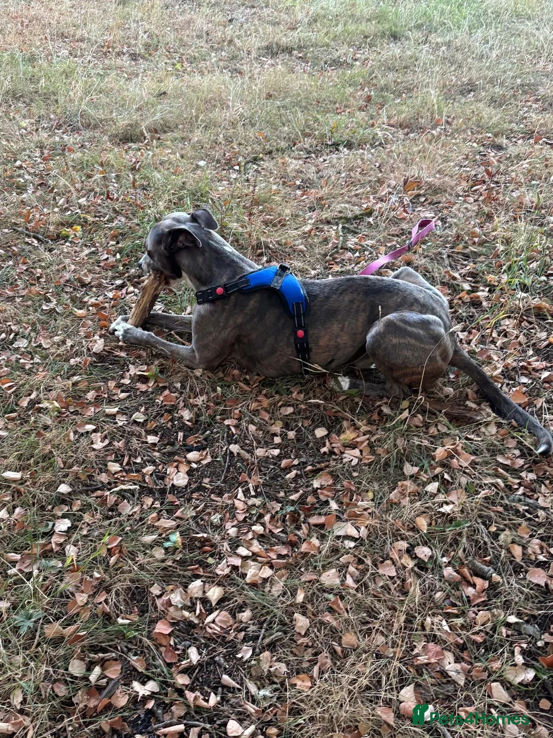 Lurcher dogs for adoption: Skye seeking his forever home  - Advert 6