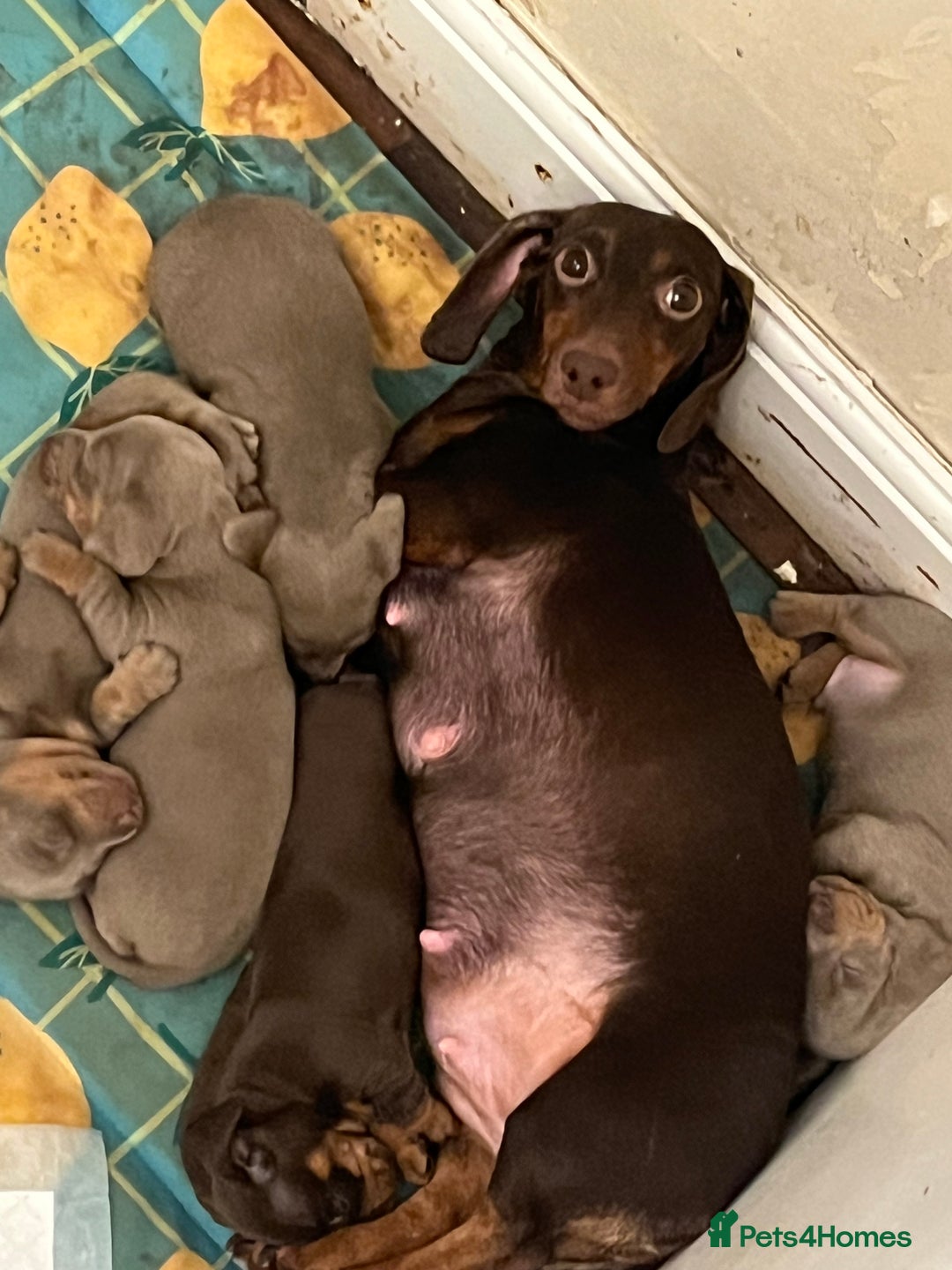 Miniature Dachshund dogs for sale: Miniature dachshund puppies  - Image 9