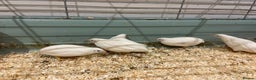 Quail poultry for sale: X25 Button Quail for sale  - Advert 4