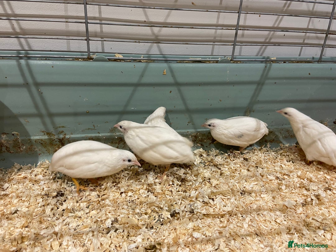 Quail poultry for sale: X25 Button Quail for sale  - Image 4