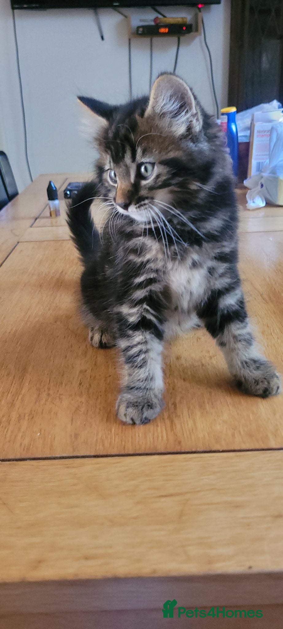 Mixed Breed cats 4 beautiful kittens for sale  - Advert 20