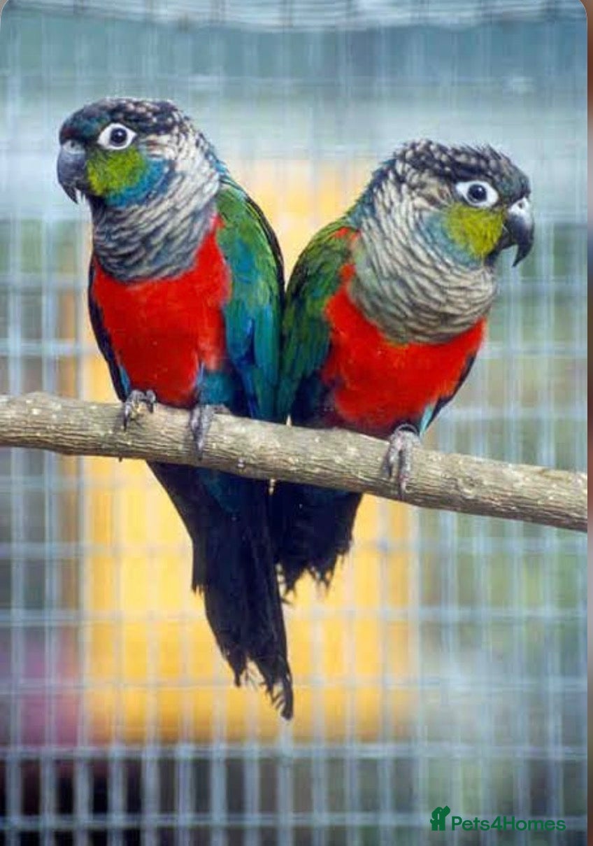Conures birds Super Tame Baby Parrot Conures - Advert 1