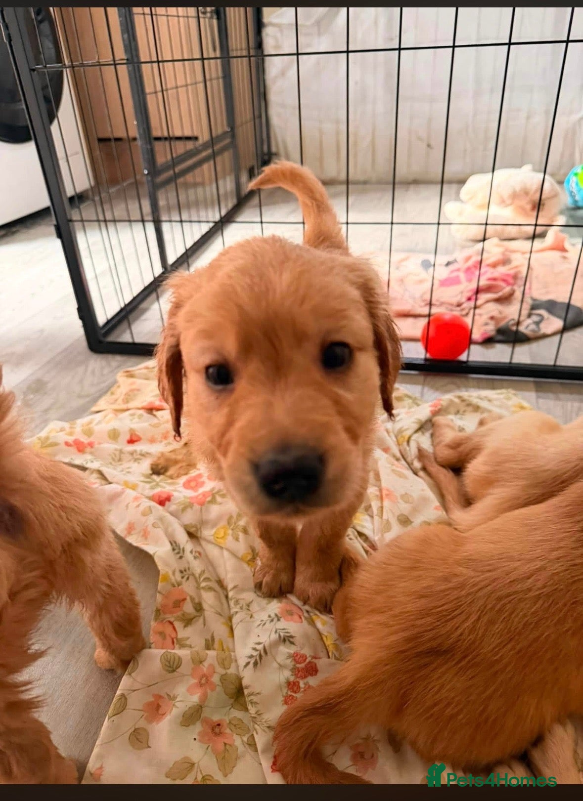 Golden Retriever dogs Golden retriever KC puppies (7)  - Advert 2