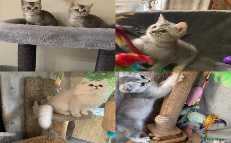 British Shorthair cats - Advert 6