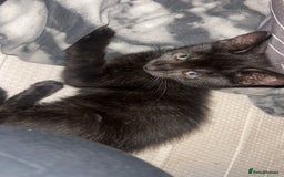 British Shorthair cats for sale: Two beautiful sisters cats  - Advert 8