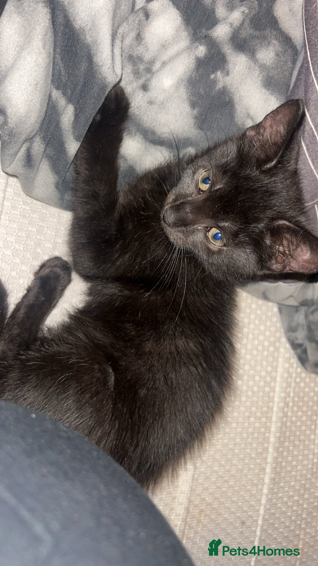 British Shorthair cats for sale: Two beautiful sisters cats  - Advert 8