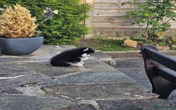 Pomsky dogs for sale: Pomsky puppies very small toy size F3  - Image 11