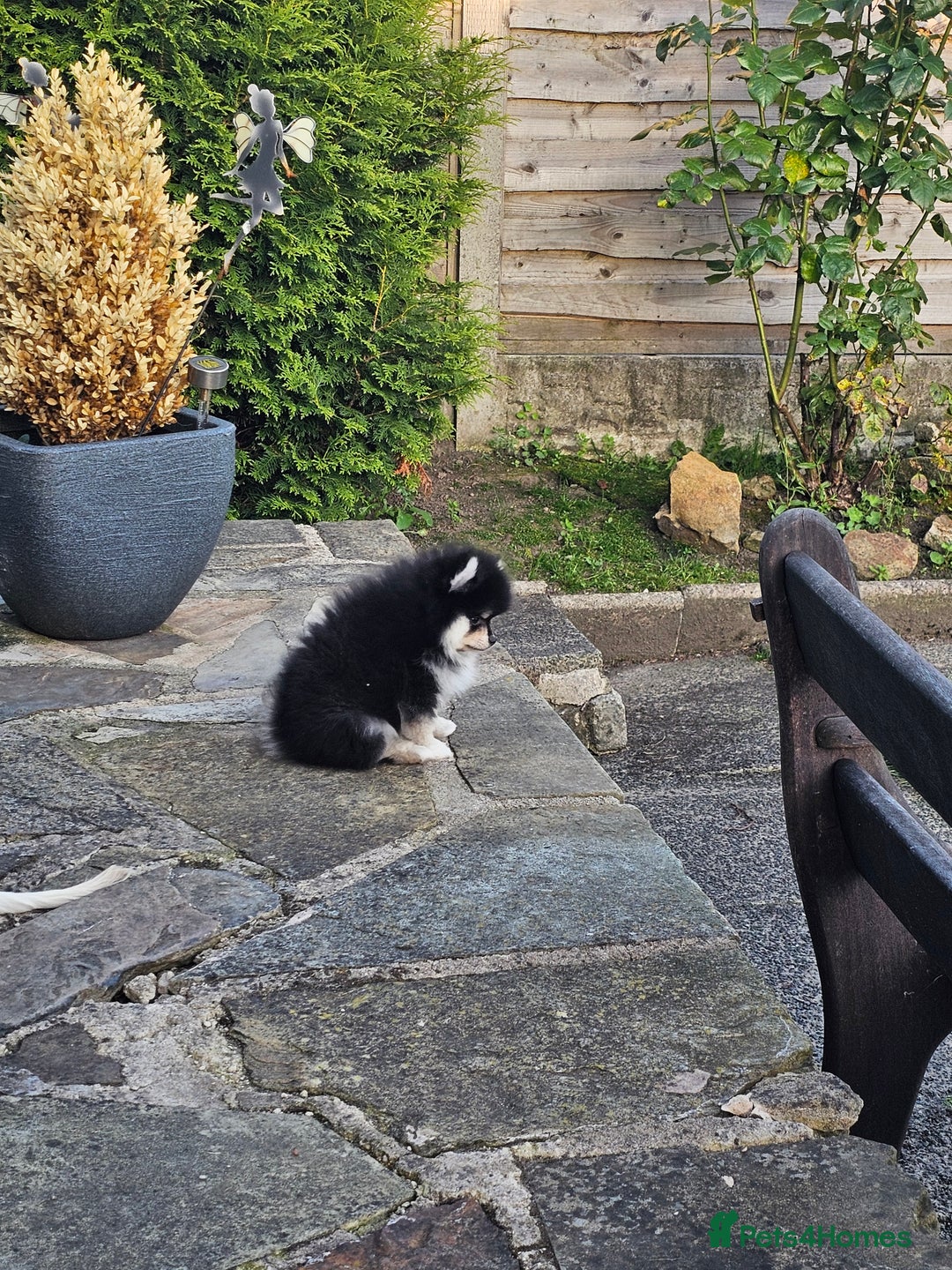 Pomsky dogs for sale: Pomsky puppies very small toy size F3  - Image 11