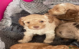 Cockapoo dogs for sale: f1b toy  stunning cockerpoos  - Image 25