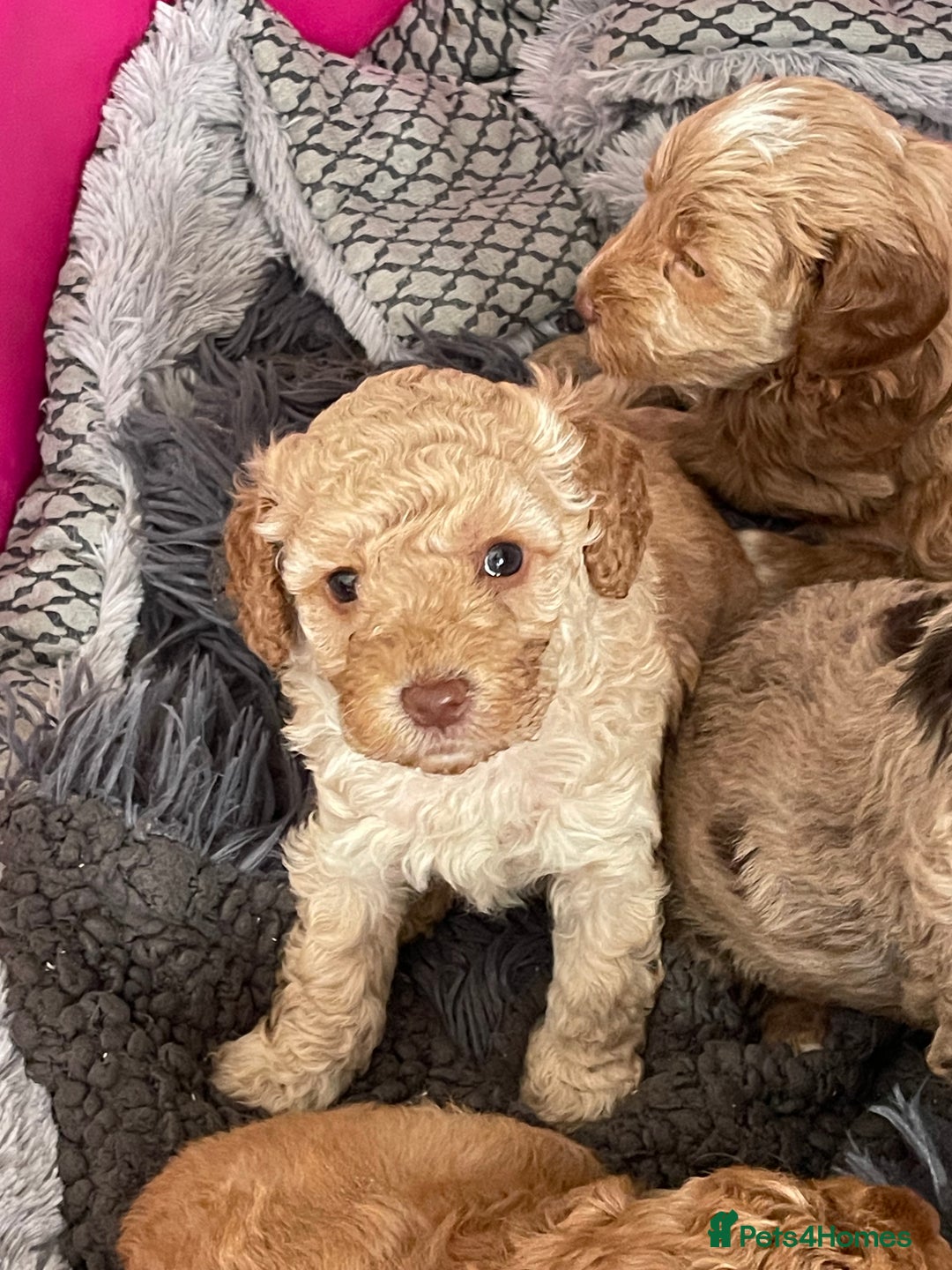 Cockapoo dogs for sale: f1b toy  stunning cockerpoos  - Image 25