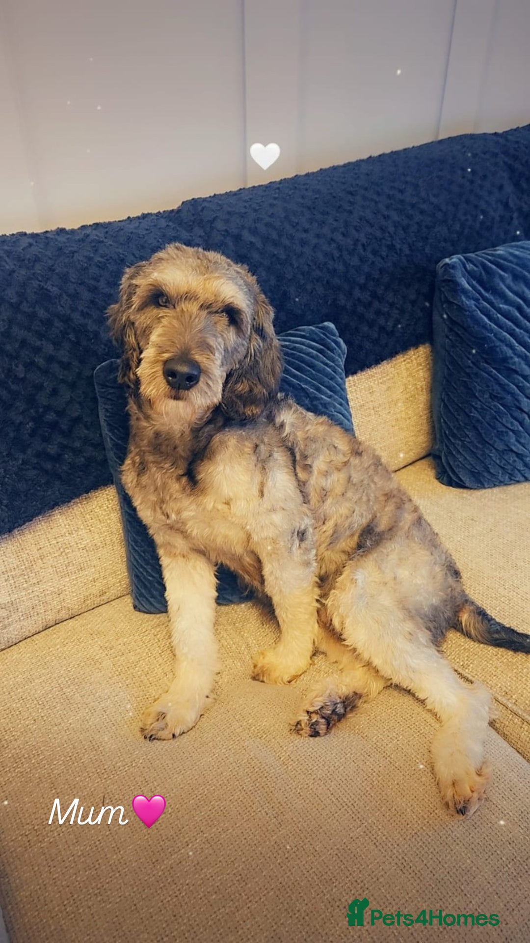 Labradoodle dogs for sale: 7 labradoodle puppies for sale - Image 9