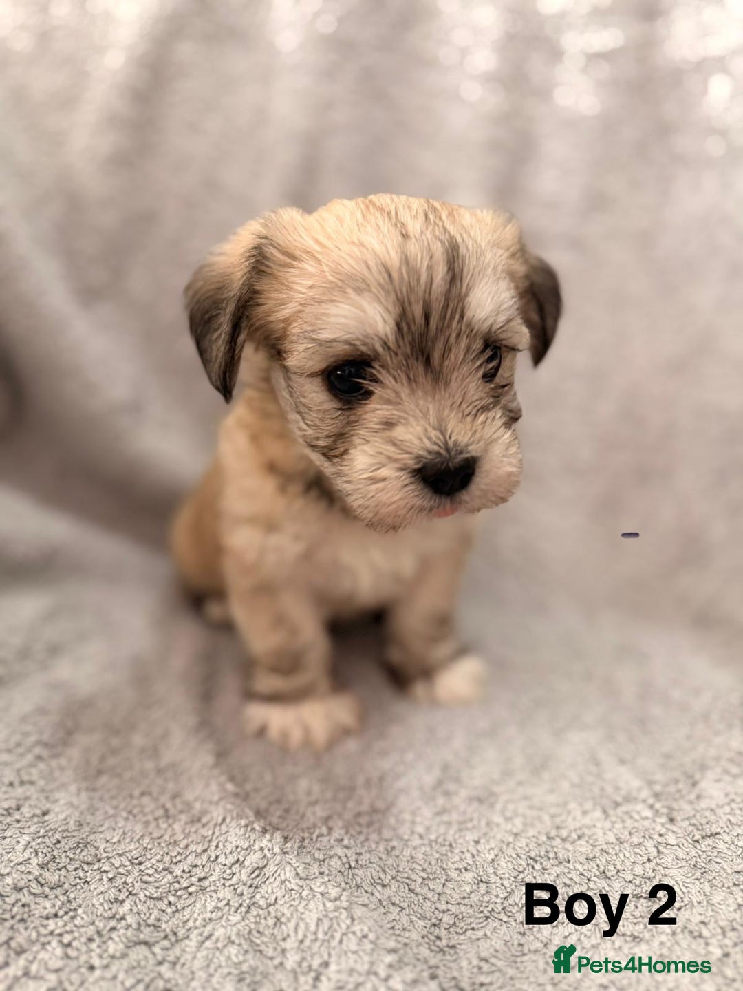 Mixed Breed dogs for sale: Chorkie - Maltese Mix for Sale - Advert 6