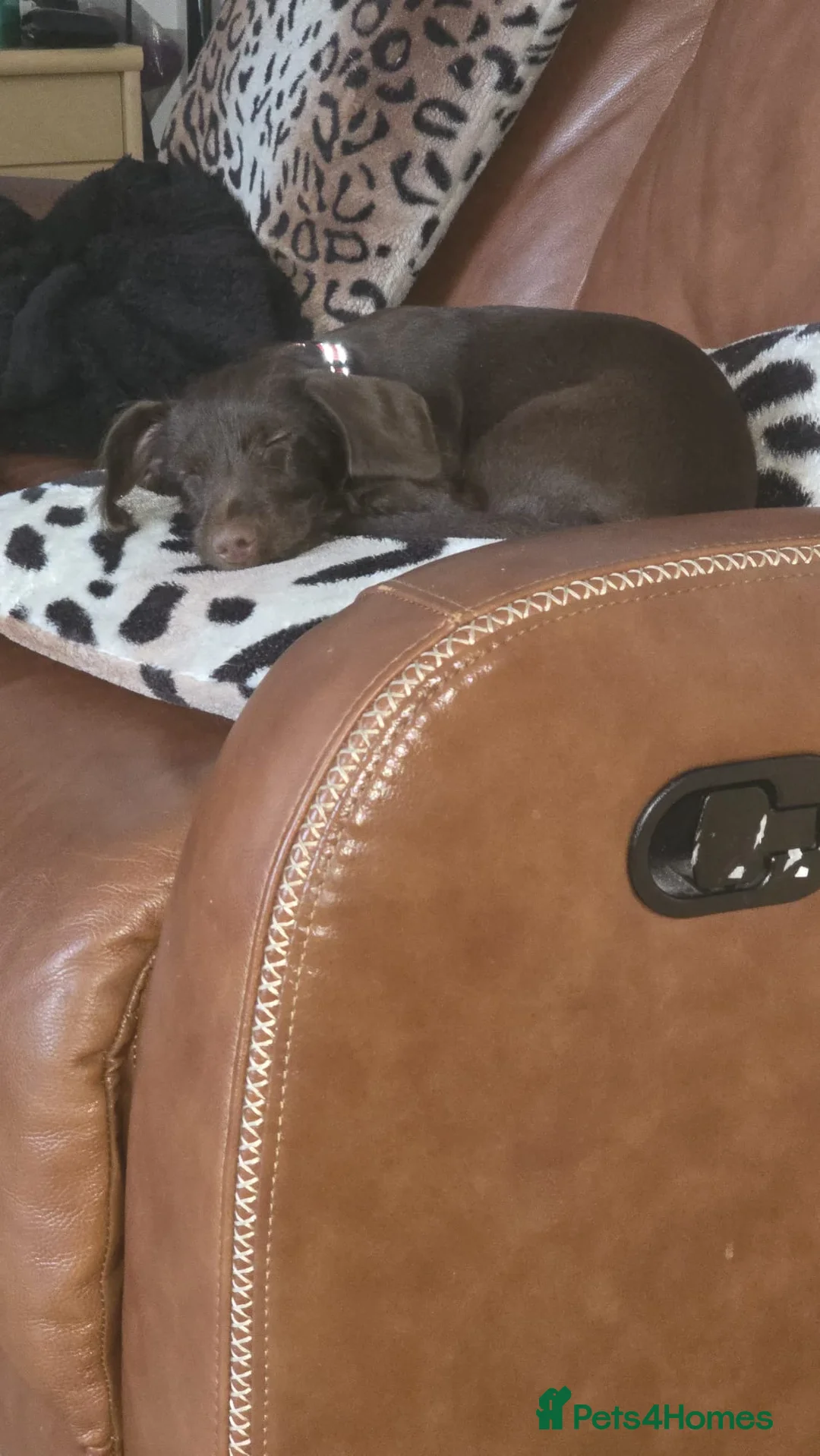 Mixed Breed dogs for sale: Charlie boy 💙 - Advert 2