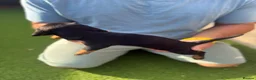 Dachshund dogs for sale: Dachshunds for sale - Advert 4